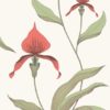 Orchid 95/10054