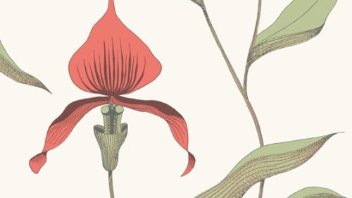 Orchid 95/10054