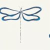 DRAGONFLY NMEL110246