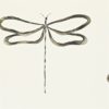 DRAGONFLY NMEL110247