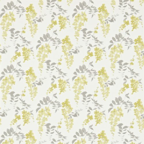 WISTERIA BLOSSOM DCHK213744