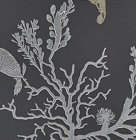 CORAL BG0900201