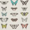 PAPILIO 111077