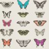 PAPILIO 111079