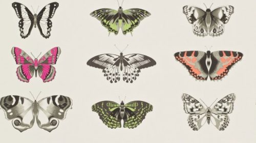 PAPILIO 111079