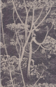 COW PARSLEY 66-7048