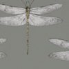 DEMOISELLE 111242