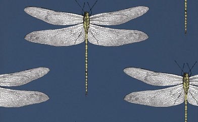 DEMOISELLE 111243