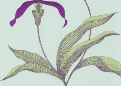 ORCHID 66-4027