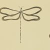 DRAGONFLY NMEL110242