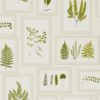 Fern Gallery 215712