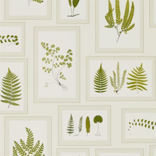 Fern Gallery 215712