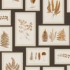 Fern Gallery 215713