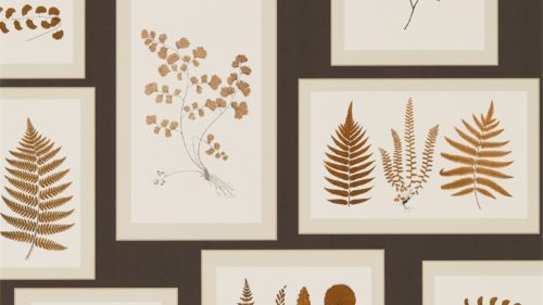 Fern Gallery 215713
