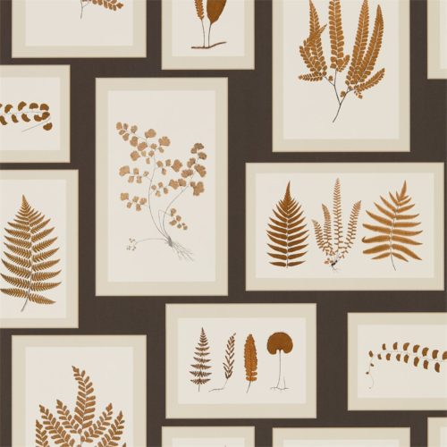 Fern Gallery 215713
