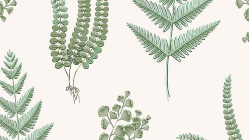 Herba 7657