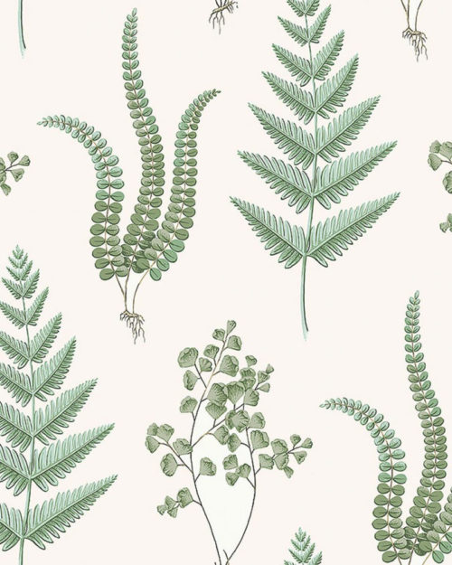 Herba 7657