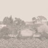 Idyll 120/1002