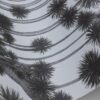Rollo en detalle Japanese Woods 126/6018